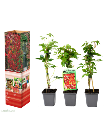 GARDENZO 3er-Set: Parthenocissus quinquefolia in Bunt