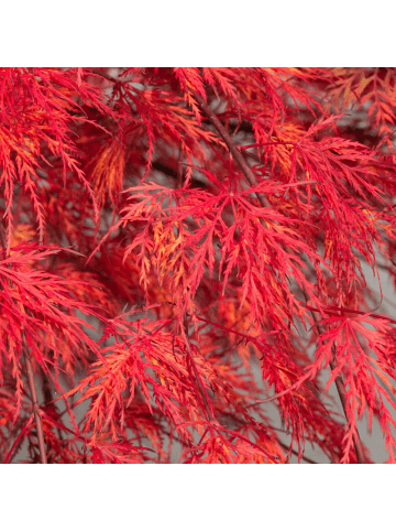 NatureNest Acer palmatum Emerald Lace Ahornpflanze in Grün Topf 19 cm Höhe 50 cm