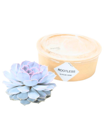 NatureNest Echeveria Lilacina Sukkulente Ø5 cm im Topf