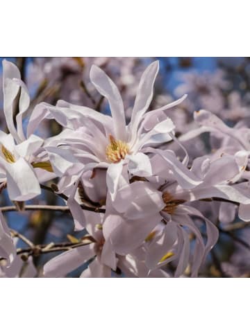 GARDENZO 3er-Set: Magnolien in Bunt