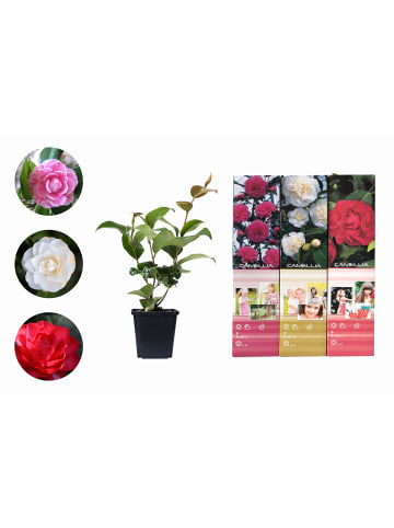 GARDENZO 3er-Set: Kamelien in Bunt