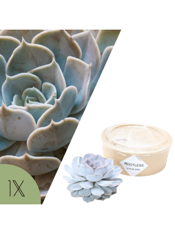 NatureNest Echeveria Lilacina Sukkulente Ø5 cm im Topf