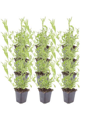 NatureNest Eisenkraut Set 12 Verbena bonariensis winterhart