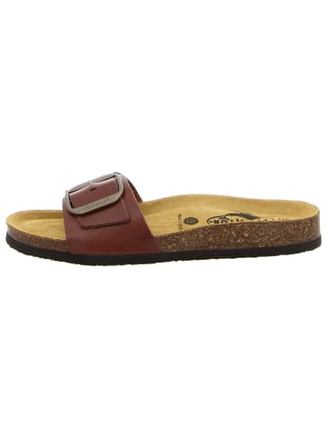 Plakton Pantolette in braun