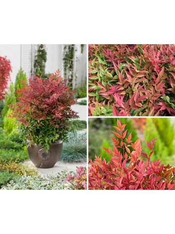 GARDENZO Nandina Domestica Obsessed in Bunt