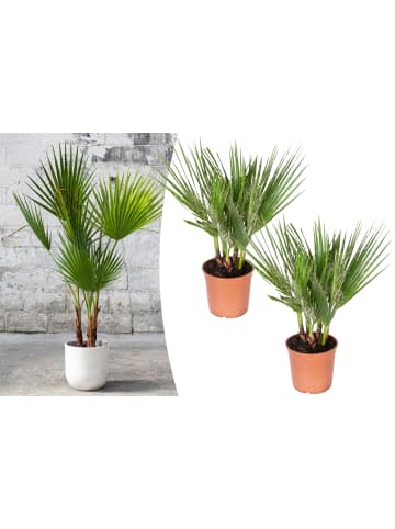 GARDENZO 2er-Set: Washingtonia robusta Mittel 