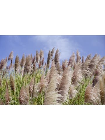 GARDENZO 6er-Set: Pampasgras in Rosa