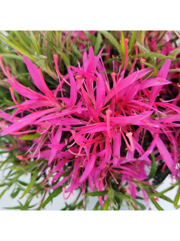 NatureNest 6er: Set Rhodo Azalea StarStyle Lila Pflanze in Lila