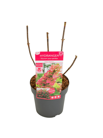 NatureNest Hydrangea quercifolia Ruby Slippers Pflanze in Rot