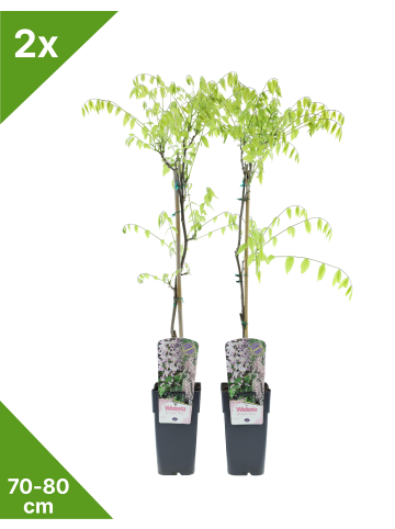 GARDENZO 2er-Set Blauregen 'Rosea' 70-80cm 2L Topf