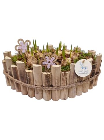MeinVIPShop Pflanzschale Arrangementen Muscari 35cm