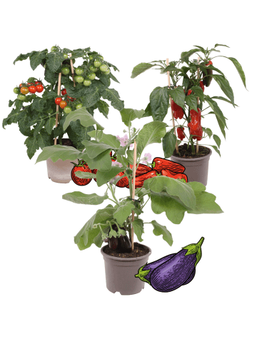 NatureNest 3 Gemüsepflanzen Mediterraner Mix in Grün Topf 14 cm Höhe 40 cm