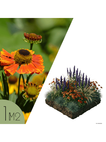 NatureNest NatureNest Staudenpaket Amber, Mischung aus mehrjährigen Beetpflanzen