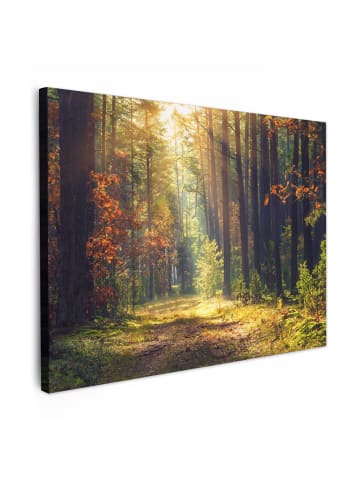 MuchoWow Leinwand bilder Waldpfad (BxH)