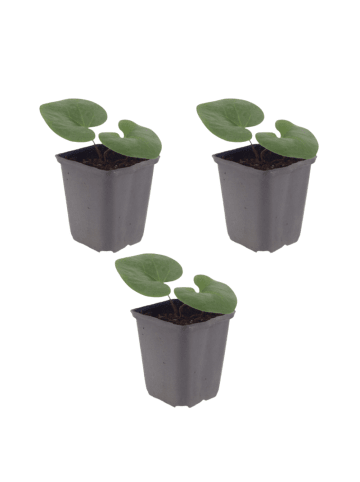 NatureNest 3er-Set: Asarum europaeum Staude schattenliebend in Grün