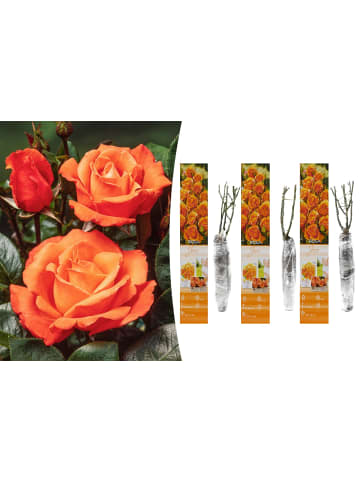 GARDENZO 3er-Set: Großblütige Rosen in Orange