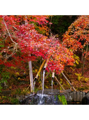 NatureNest 2er: Set Acer palmatum Atropurpureum Ahornpflanze in Rot Topf 15 cm Höhe 30 cm