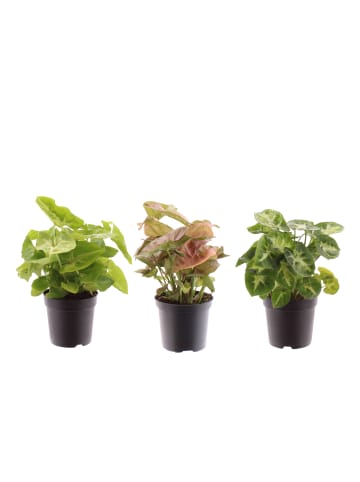 MeinVIPShop 3 x Syngonium gemischt Zimmerpflanze