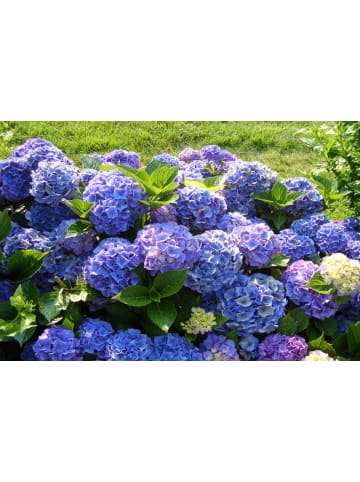 GARDENZO 8er-Set: Hortensien in Bunt