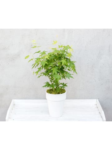 NatureNest 3er: Set Acer palmatum Going Green Ahornpflanze in Grün