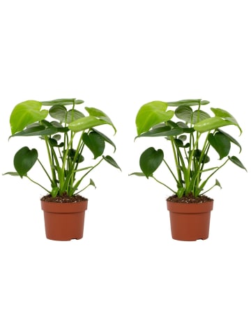 MeinVIPShop Monstera Deliciosa Tauer 2er Set Zimmerpflanze