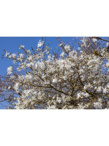 GARDENZO 3er-Set: Magnolien Stellata in Bunt