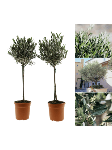 GARDENZO 2er-Set: Olivenbäume XL 90-100cm