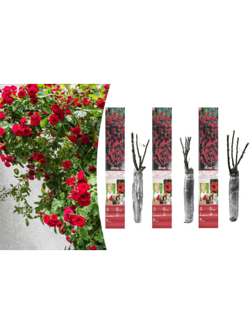 GARDENZO 3er-Set: Kletterrosen in Rot