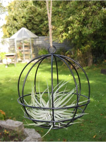 MeinVIPShop Hanging Ball mit Tillandsie Oxana