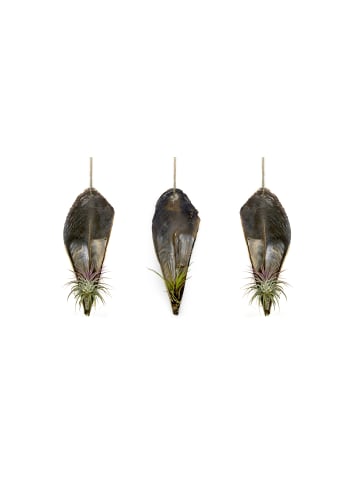 exotic living Faszinierende Pinnidae Muschel mit einer Tillandsia 3 er Set