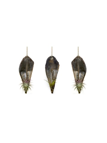 MeinVIPShop Faszinierende Pinnidae Muschel mit einer Tillandsia 3 er Set