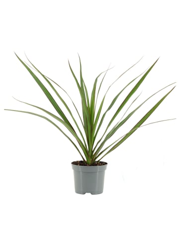 MeinVIPShop Drachenbaum Dracaena marginata 2er Set 30cm