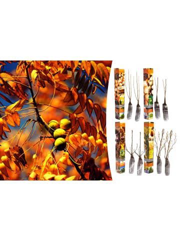 GARDENZO 8er-Set: Nussbäumen in Bunt