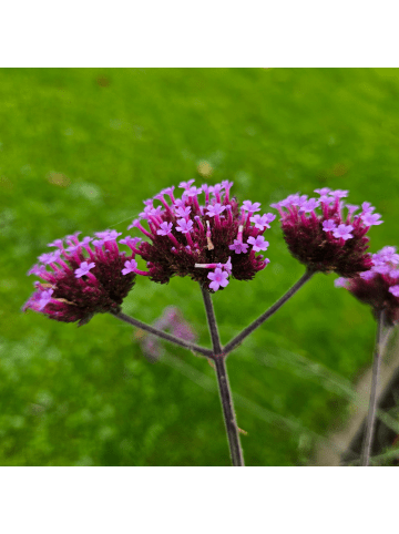NatureNest 3 Eisenkraut pflanzen  Verbena bonariensis