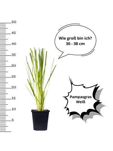 OH2 6er-Set: Pampasgras in Weiß