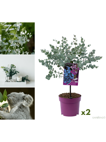 GARDENZO 2er-Set: Eukalyptus gunnii Azura am Stamm