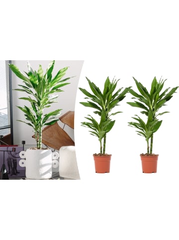 OH2 2er-Set: Dracaena Janet Lind in Grün