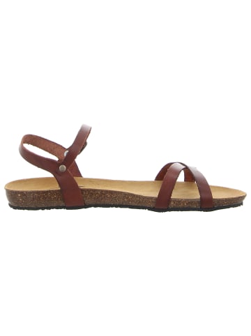 Plakton Sandalen in braun