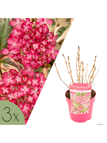 NatureNest 3 Hydrangea serrata Euphoria Pink Pflanze in Rosa Topf 15 cm Höhe 15 cm