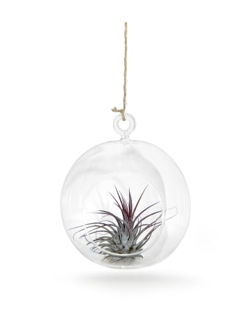 exotic living Glaskugel 1er Set mit echter Tillandsia