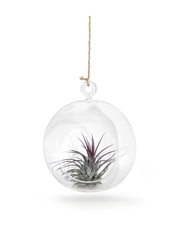 MeinVIPShop Glaskugel 1er Set mit echter Tillandsia