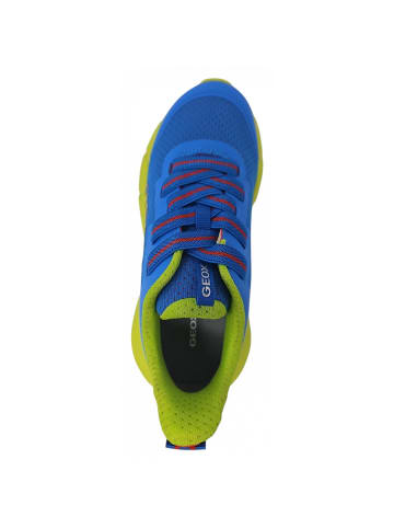 Geox Schnürer  in Blau