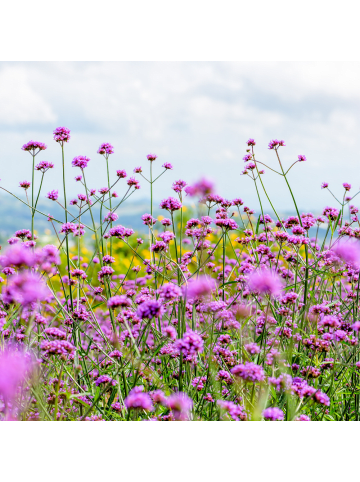 NatureNest Eisenkraut Set 6 Verbena bonariensis winterhart