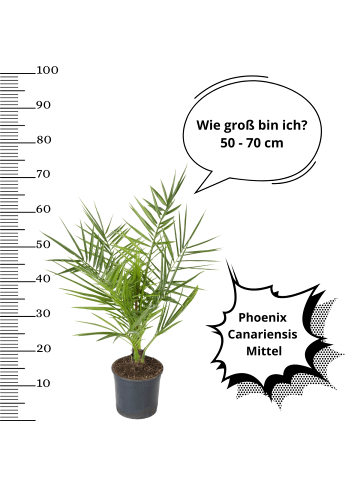OH2 2er-Set: Phoenix canariensis Mittel in Grün