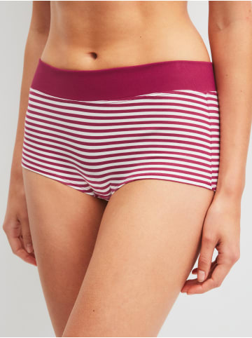 Calida Panty in dahlia pink