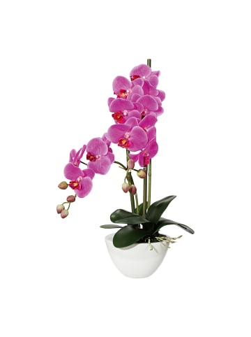 Creativ green Deko-Orchidee Phalaenopsis in lila