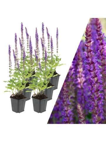 NatureNest 6 Salbei pflanzen  Salvia nemorosa 'Ostfriesland'  