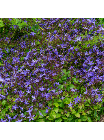 NatureNest 3er-Set: Campanula poscharskyana Bodendecker in Blau