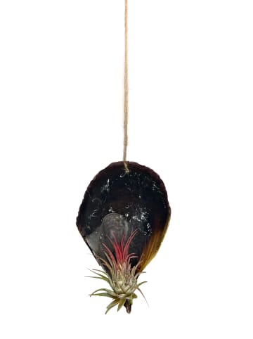 exotic living 3er Set schwarze Muschelschale mit Tillansia