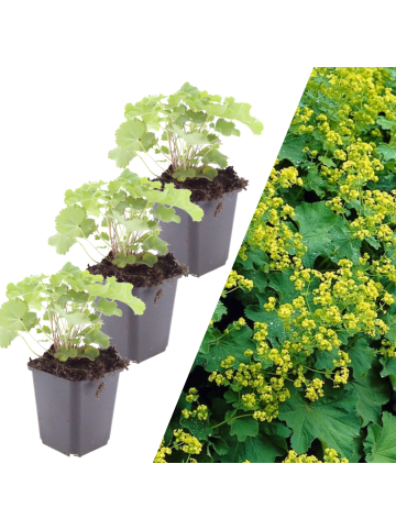 NatureNest 3 Frauenmantel pflanzen  Alchemilla mollis 